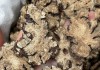 川芎：解析入睡困难与中医调理之道