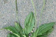 平车前草食用方法平车前