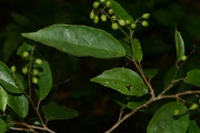 五月茶图片五月茶 五月茶图片五月茶