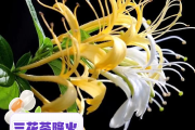 金银花与菊花一起泡水喝的功效金银花与菊花一起泡水喝的功效是什么