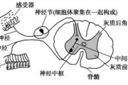 反射弧反射弧长
