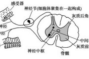 反射弧反射弧长