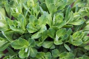 荠菜荠菜长什么样子图片