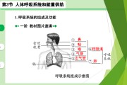 呼吸系统,呼吸系统的组成