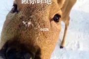减肥英语减肥英语put