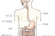 胃的位置图,胃在肚脐眼的哪个位置