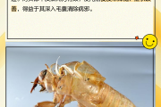 蝉壳功效作用与主治,蝉蜕的功效和作用