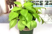 吸收甲醛的植物有哪些吸收甲醛的植物 吸收甲醛的植物有哪些吸收甲醛的植物