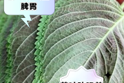 苏叶苏叶和紫苏叶的区别
