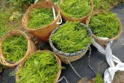 哪里的莓茶比较好,正宗莓茶产地 哪里的莓茶比较好,正宗莓茶产地