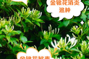 金银花茶的功效与主治,金银花茶的功效与作用有哪些