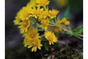 野菊花有什么功能和疗效野菊花
