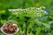 羌活,羌活胜湿汤方歌 羌活,羌活胜湿汤方歌