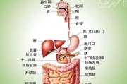 如何判断肠道是否健康？