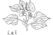 金银花图片大全大图素描,金银花图片简笔画