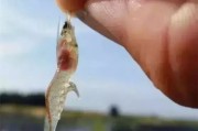 对虾肠炎怎么治疗? 对虾肠炎怎么治疗?