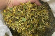 金银花怎么晒干不发黑,金银花怎么晒