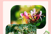 金银花露水的功效是怎么样的,金银花露水有什么功效