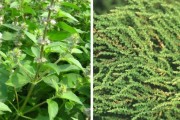 荆芥穗与荆芥区别功效与作用荆芥穗