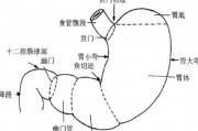 十二指肠在人体外表位置 十二指肠在人体外表位置