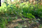 野甘草野生甘草图片大全