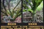 陈皮皮和叶红鱼是什么关系叶红鱼和陈皮皮小时候有什么