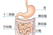 十二指肠息肉,十二指肠息肉要不要紧