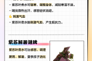紫苏叶的功效和作用以及药用价值,紫苏叶的功效