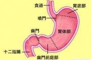 胃溃疡、十二指肠溃疡是一种很严重的病吗？