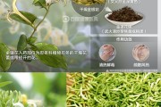 金银花的介绍和特点,金银花的介绍和特点作文