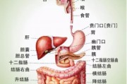 健康"肠识"知多少？万病源自肠道，不要忽视第二大脑