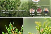 柏子仁的副作用太大了,柏子仁的功效与作用