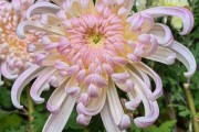 菊花的寓意和象征,菊花什么时候开 菊花的寓意和象征,菊花什么时候开