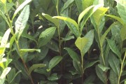茶苗批发茶苗批发价格