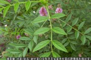 野甘草煮水喝的功效野甘草 野甘草煮水喝的功效野甘草