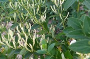 金银花种植技术与栽培管理,金银花种植技术