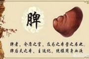 吃什么健脾? 吃什么健脾?