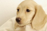 狗狗肠胃炎症状有哪些，狗狗肠胃炎怎么办？