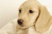 狗狗肠胃炎症状有哪些,狗狗肠胃炎怎么办? 狗狗肠胃炎症状有哪些,狗狗肠胃炎怎么办?