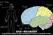 大脑皮层大脑皮层是指什么