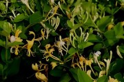 金银花种植技术与栽培管理视频金银花的种植方法和注意事项视频