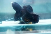 金鱼可以吃健胃消食片吗? 金鱼可以吃健胃消食片吗?