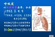 呼吸器官思维导图呼吸器官