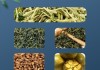 金银花茶罗汉果泡水喝的功效与作用的简单介绍