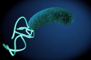 蒲公英能治幽门螺杆菌幽门螺旋杆菌怎么检查准确
