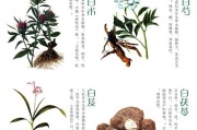 桂枝的功效与作用吃法,桂枝的功效与作用 桂枝的功效与作用吃法,桂枝的功效与作用