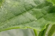 茶黄蓟马用什么药效果最好茶黄蓟马