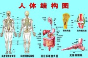 人体结构示意图器官常见八种阴型照片外貌图