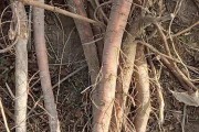 甘草,甘草有什么作用与功效