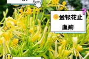 金银花泡水喝一次放多少合适金银花泡水喝一次放多少合适呢